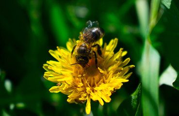 Bee collects honey from dandelion