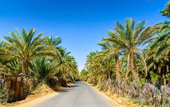 Road in oasis at Tamacine, Algeria
