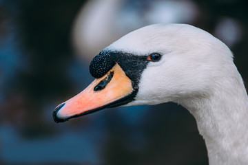 Portrait of a Swan head on a dark background