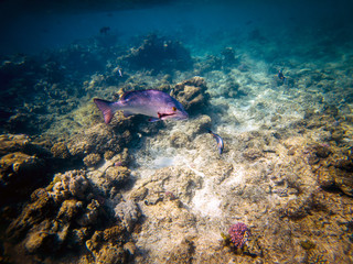 Twinspot snapper (Lutjanus bohar) side view of large silver fish with dark fins swimming in the blue clear water of the Red Sea, with small fish swimming in the background.