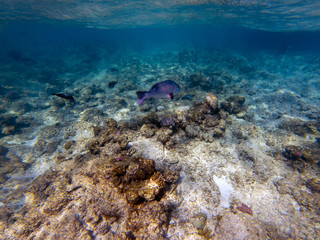 Twinspot snapper (Lutjanus bohar) side view of large silver fish with dark fins swimming in the blue clear water of the Red Sea, with small fish swimming in the background.