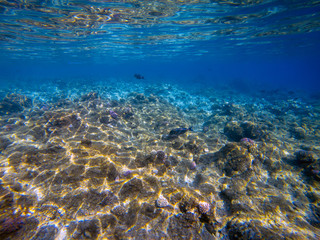 Underwater world landscape,colorful coral reef and blue clear water with sunlight and sunbeam. Maldives underwater wildlife, marine life, adventure snorkeling.