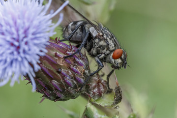 Macro photo of a fly on a flower
