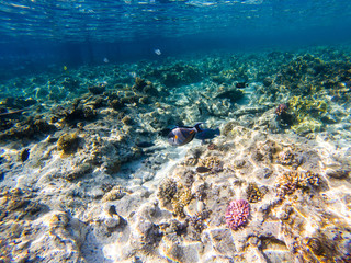 Sohal surgeonfish (Acanthurus sohal) swimming in shallow water over the coral reef reflecting in the surface of the water..