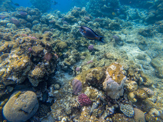 The surgeonfish is photographed close in the water.