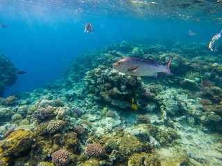 Fototapeta na wymiar Twinspot snapper (Lutjanus bohar) side view of large silver fish with dark fins swimming in the blue clear water of the Red Sea, with small fish swimming in the background.