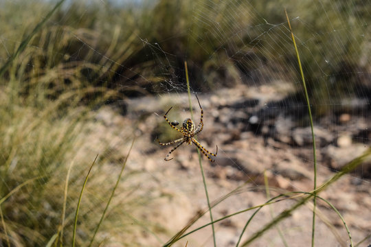 Spider on its spider web