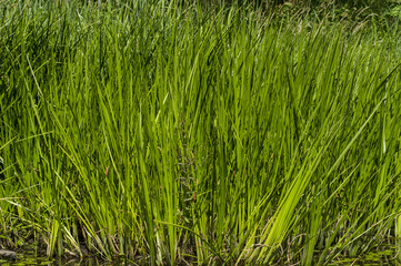 Bull Rushes