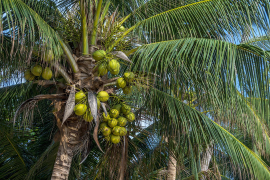 Coconuts on a coconut palm (Cocos nucifera), Coral Cove Beach, Koh Samui, Thailand, Asia