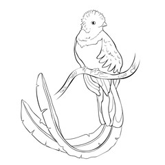 the resplendent quetzal bird male. illustration