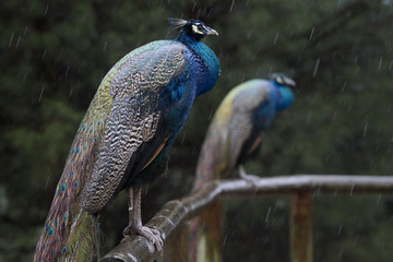 Pavo real macho mojándose bajo la lluvia en invierno