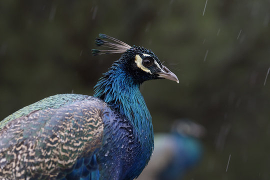 Pavo real macho mojándose bajo la lluvia en invierno