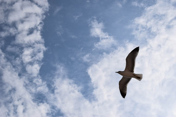 Fototapeta na wymiar Seagull flying II.