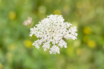 Autumn meadow.White field flower close-up