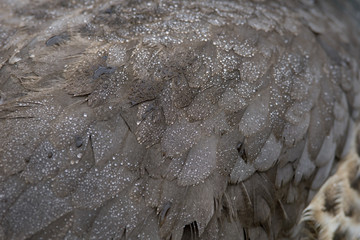 Plumas de un pavo real hembra mojadas por las gotas de lluvia