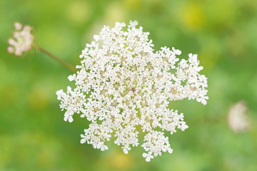 .White field flower close-up on a green background.Top view