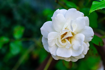 Rose wei&szlig; Fliege