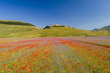Flying on Castelluccio di Norcia, between ruins and bloom of flowers
