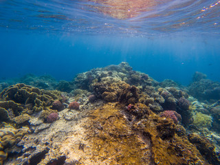 Underwater panorama with fish and coral