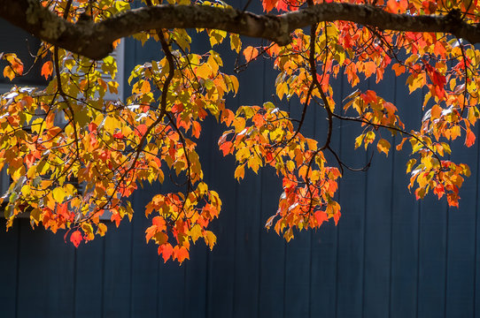 Branches of a maple tree with bright yellow and red leaves in the sunlight against a dark wooden wall.
