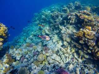 Naklejka na ściany i meble Wonderful and beautiful underwater world with corals and tropical fish..