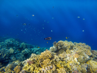 Underwater image of coral reef and tropical fishes.