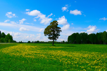 A lonely tree in a field