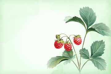 Watercolor illustration of strawberry bush
