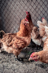 Chickens on the farm. Toned, style, color photo.