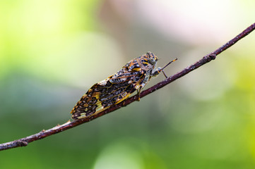 Funny cicada that pointing at the front