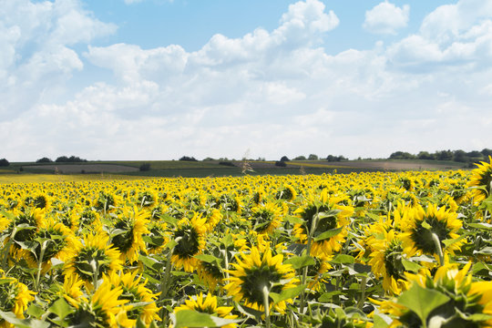 Sunflower Field With Blue Sky and Fluffy Clouds In Background