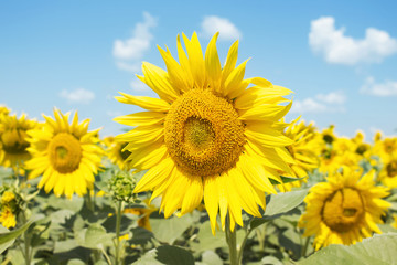 Fototapeta premium Sunflower Closeup in the Field With Blue Sky and Fluffy Clouds In Background