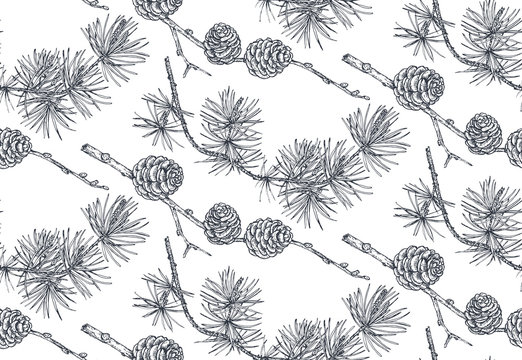 Vector background with hand drawn conifers trees in sketch style.