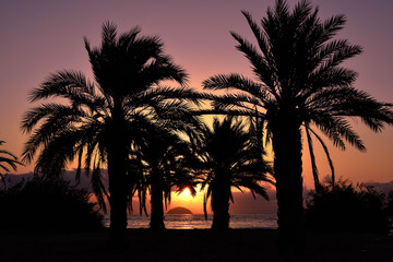 Silhouette of some palm trees at sunrise.