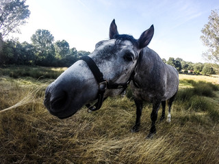 Near a beautiful horse.