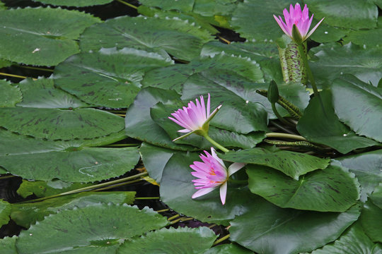 Yeşil yapraklar &uuml;zerinde  &uuml;&ccedil; adet , lila renkli nil&uuml;fer &ccedil;i&ccedil;eği