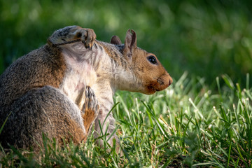 Squirrel Scratching
