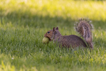 Squirrel carrying Pear