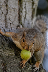 Squirrel with Pear