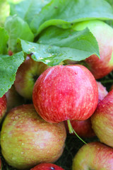 Bulk, juicy apples