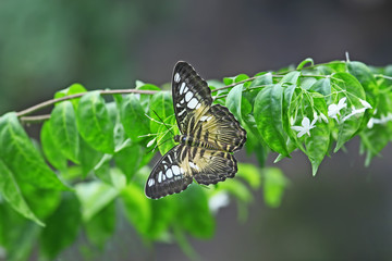 Konya Tropikal kelebek bahçesinde kanatlarını açmış bir kelebek ( Parthenos sylvia philippensis )