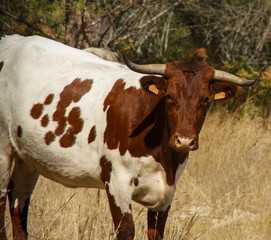 ganado bovino