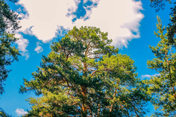 the tallest pine and the cloudy sky