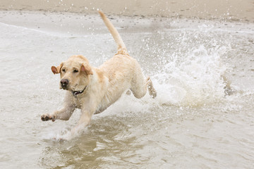 Labrador rent de zee in