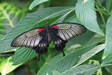 Konya Tropikal kelebek bahçesinde kanatlarını açmış bir kelebek ( Papilio lowi ) © mylasa