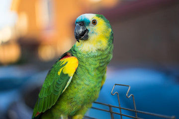 Parrot 