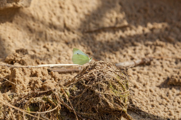 yellow butterflie on wet sand © Oleg