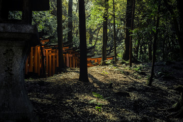 torii japon