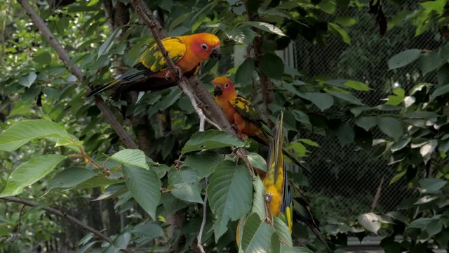 Beautiful colorful sun conure (Aratinga solstitialis parrot) birds on the tree branch