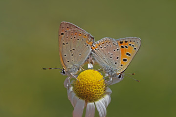 Papatya çiçeği üzerinde Büyük mor bakır kelebeği ( Lycaena alciphron ) © mylasa